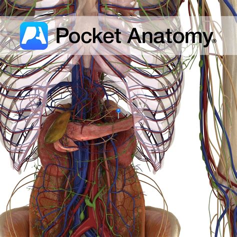 Splenic artery - Pocket Anatomy