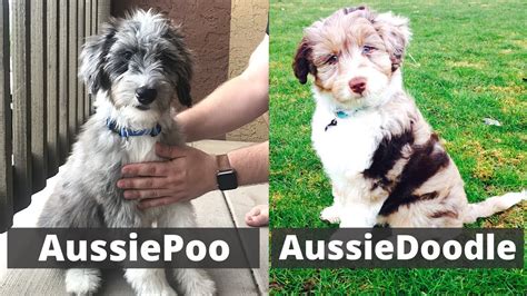 Aussiepoo vs Aussiedoodle | Detailed Comparison between these two breeds| Which one should you ...