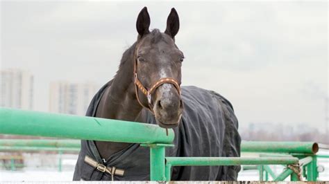 Best Winter Horse Blankets: Keep Your Horse Warm