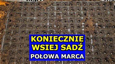 KONIECZNIE Wysiej te Warzywa w Połowie Marca Co siać sadzić w Marcu