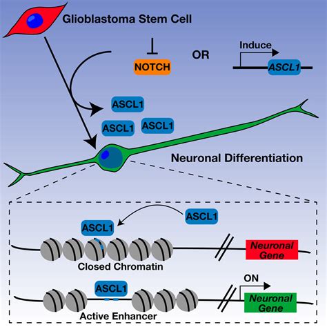 Ascl1 Reorganizes Chromatin To Direct Neuronal Fate And Suppress