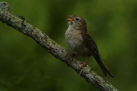 Secret sexual liaisons explain mystery of night-singing birds | New ...