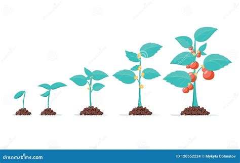 Tomato Stage Growth. Life Cycle of a Tomato Plant, Leaf, Flower and ...