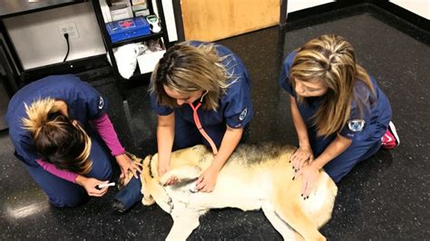 Veterinary Assistant Program At Acht American College Of Healthcare