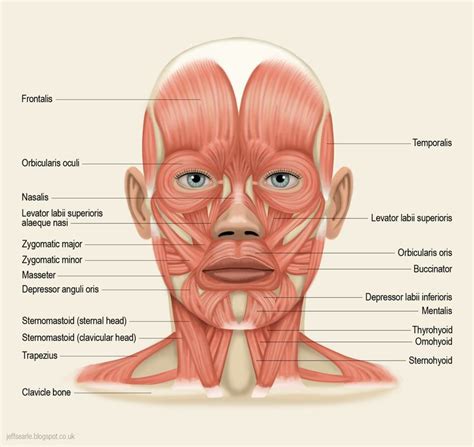 Muscles Of Face Head And Neck Clipart Etc | Images and Photos finder