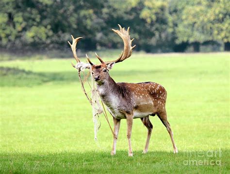 Fallow Deer Buck Tangled In Rope Photograph By Nigel Downerscience