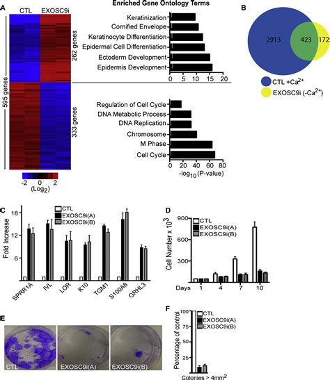 Progenitor Function In Self Renewing Human Epidermis Is Maintained By