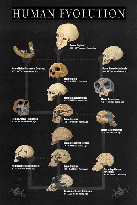 Human Evolution poster - Share your work - Affinity | Forum