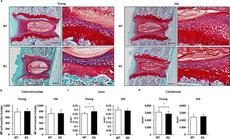 Caspase 3 KO Mice Presented A Larger Endplate EP But Had A Lower Cell