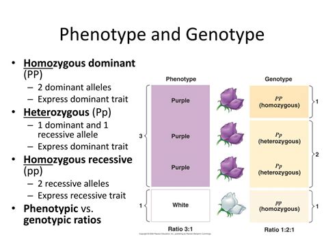 Ppt Patterns Of Inheritance Powerpoint Presentation Free Download