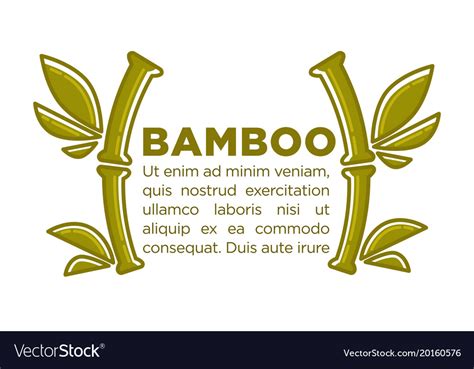 Bamboo Poster Design Template Of Tropical Vector Image