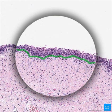 Epithelial Tissue Definition Functions And Examples Kenhub