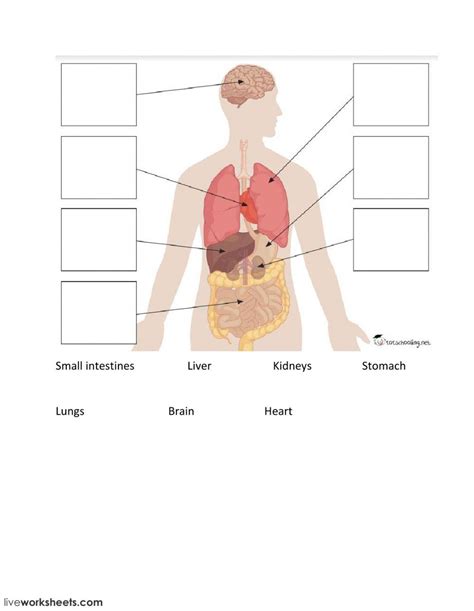 Free Major Organs Of The Human Body Worksheet Answers Download Free