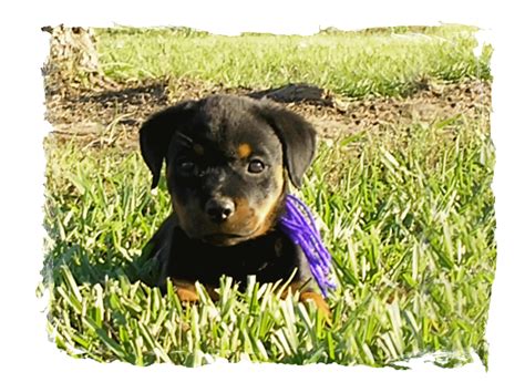 German Rottweiler Puppies For Sale - Lonecreek Rottweilers