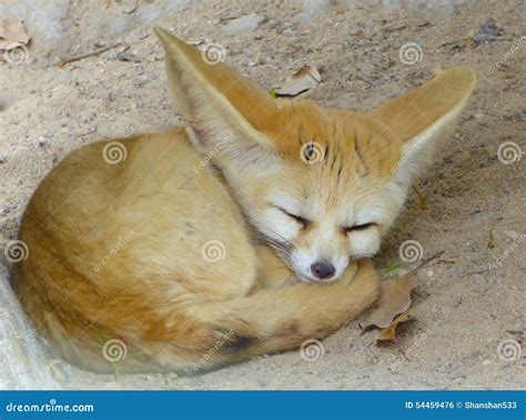 A Fennec Fox sleeping stock photo. Image of black, mouth - 54459476