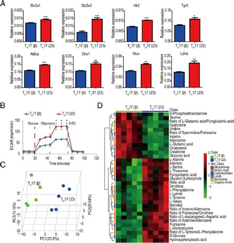 T H 17 Cells Derived In Vitro Show Different Metabolic States A Download Scientific Diagram