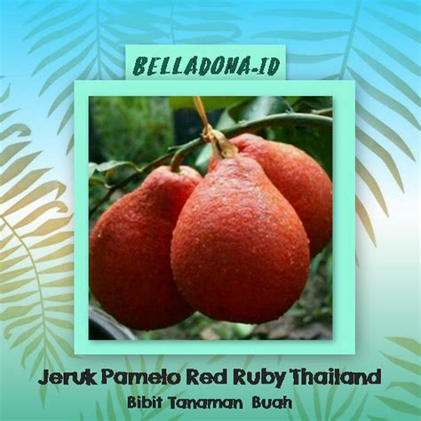 Jual Bibit Tanaman Buah Jeruk Red Pamelo Thailand I1F Shopee Indonesia