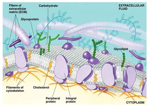 My Scientific Blog Research And Articles The Biological Membrane