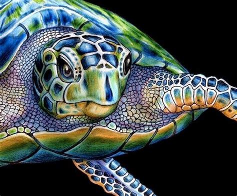 Color Pencil Art Tim Jeffs Green Sea Turtle Drawing