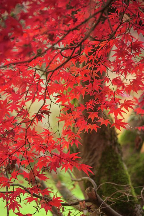 Beautiful Colorful Vibrant Red And Yellow Japanese Maple Trees I