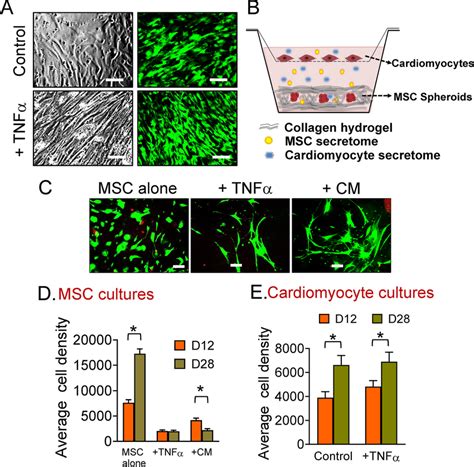 A Representative Phase Contrast And Immunofluorescence Live Dead