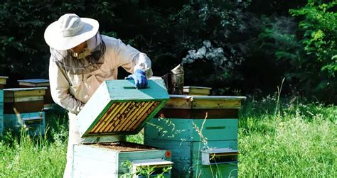 How To Set Up A Beehive The Right Way Beekeeping Insider