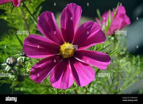 Cosmos Bipinnatus Sonata Carmine Hi Res Stock Photography And Images