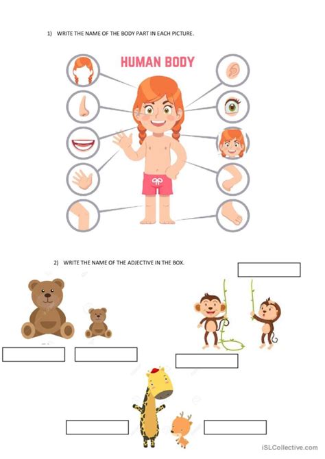 Body Parts And Adjectives English Esl Worksheets Pdf And Doc