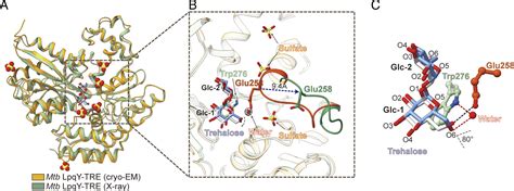 Molecular Recognition Of Trehalose And Trehalose Analogues By