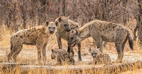 Find Out Who Would Win In A Fight Between A Hyena Vs Wolf Az Animals