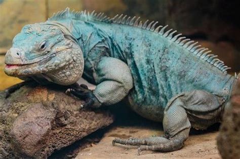 Iguana Biru Yang Langka Fakta Ciri Ciri Perilaku Habitat Makanan