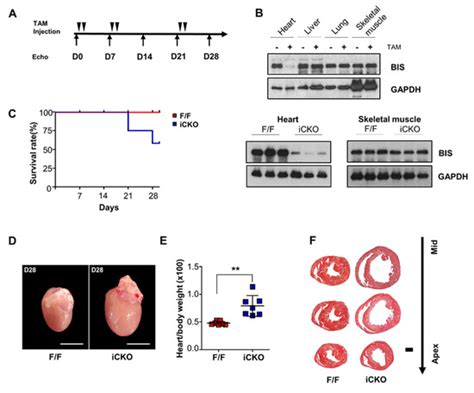 Ijms Free Full Text An Adult Mouse Model Of Dilated Cardiomyopathy