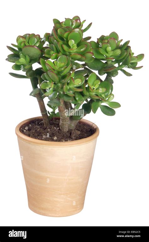 Jade Plant Jade Tree Dollar Plant Crassula Ovata Crassula Argentea