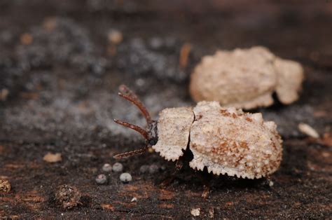 Byrsax Spiniceps Bolitophagini Of Taiwan Ten Flickr