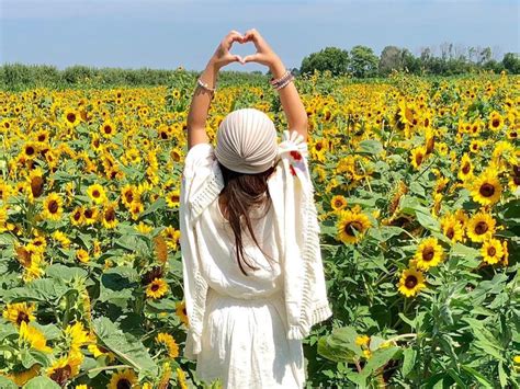 Sunflower Fields In Indiana