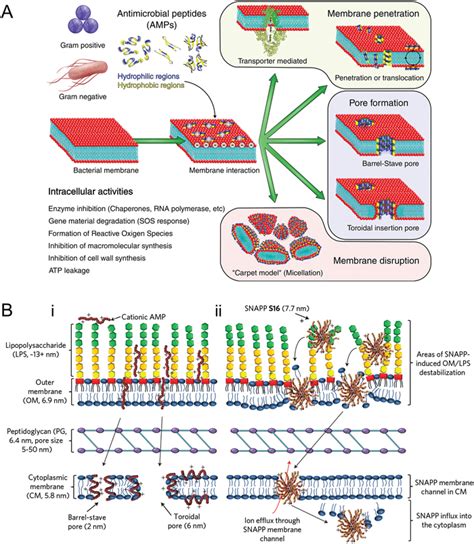 Antimicrobial peptides (AMPs). A) Mechanisms of action of antimicrobial ...