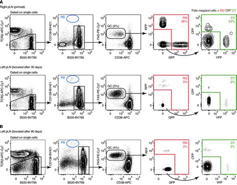 Figure S1 Flow Cytometry Gating Strategy For Identifying Fate Mapped Download Scientific