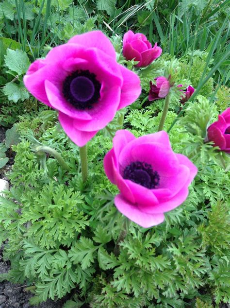 Pink Anemone Anemone Flower Flowers Anemone