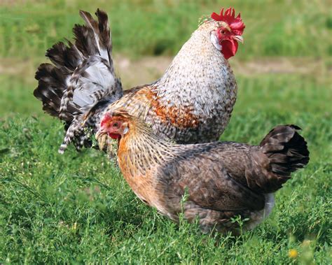 Poules De Grande Taille De Race Levage Et Vente Ferme De Beaumont