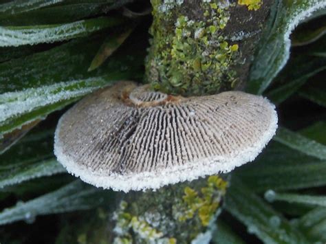 Ice Mushroom In The Morning Free Photo On Pixabay Pixabay