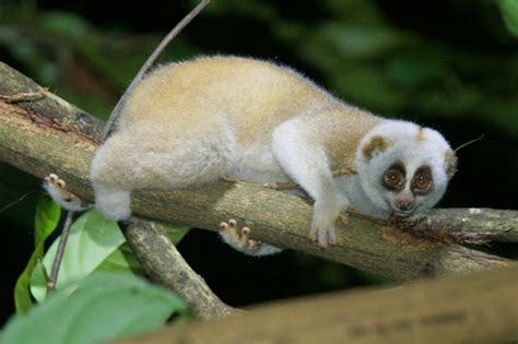 Bengal Slow Loris Nycticebus Bengalensis · Inaturalist