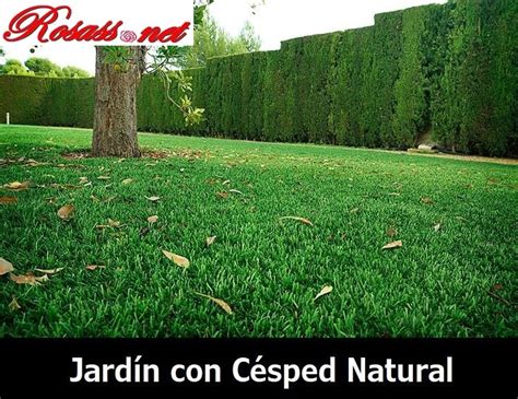 ⊛ CÓmo Poner CÉsped Natural 【 Tipos De Césped