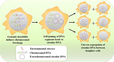 Inheritance Of Extrachromosomal Circular DNA Elements Environmental