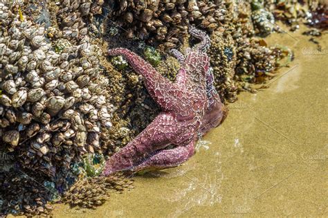 Starfish in a tide pool ~ Nature Photos ~ Creative Market