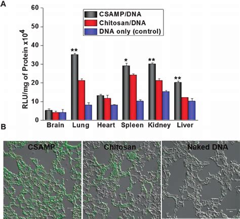 In Vivo Gene Expression After I V Injection In Balb C Mice A