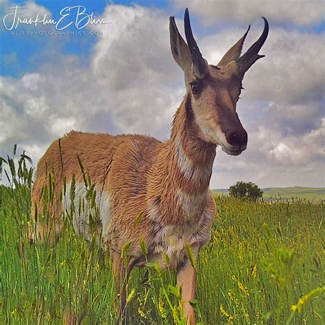 Pronghorn Buck Passing Through Bliss Photographics Pronghorn