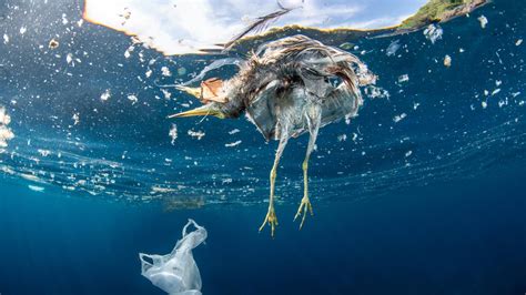 Sauvons La Nature De La Pollution Plastique WWF France Plastic