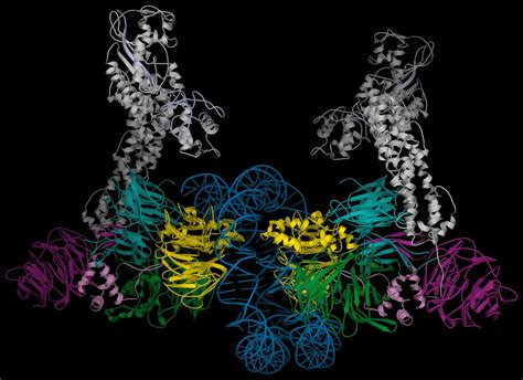 Damaged Dna Induced Uv Damaged Dna Binding Protein Uv Ddb