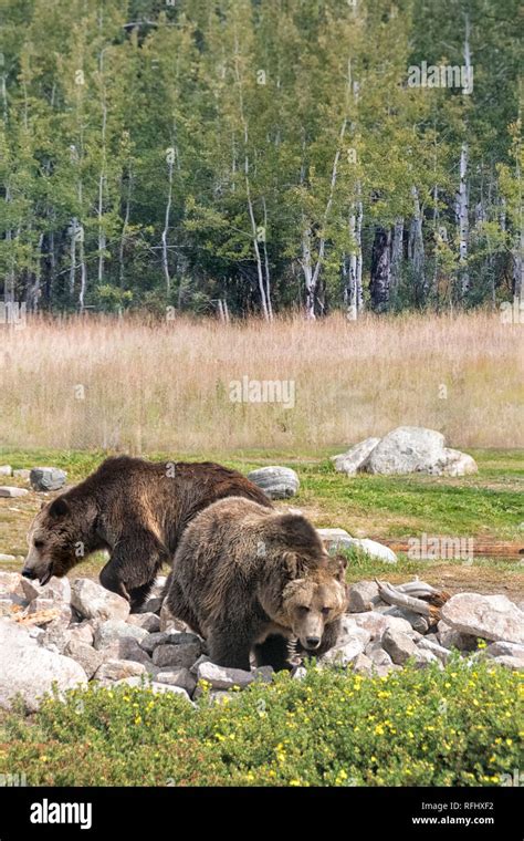 Two Grizzly Bears Hi Res Stock Photography And Images Alamy