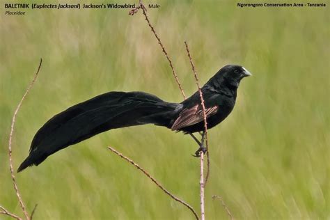 Ngorongoro Crater Birds | Ngorongoro Conservation Area | Birding Tours